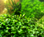 Loxogramme sp. Wave Moss