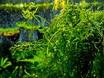 moss sp. "Thamarassery"