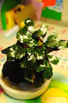 Bucephalandra sp. Dark Silver Grey  2  