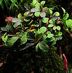 Bucephalandra sp. Green Chapter  (kapit sulatan)
