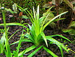 Eriocaulon sp. Goias