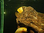 DSCF4062