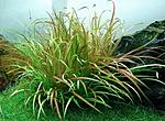   (Blyxa japonica)