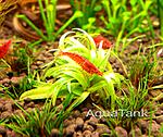 Eriocaulon sp. Baia