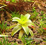 Eriocaulon sp. Bolivian 2002