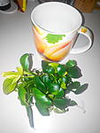 IMG 20150314 144339