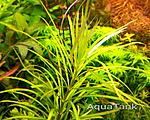 Pogostemon Stellata green