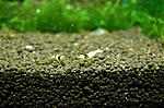 DSC 0196