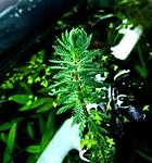   (Myriophyllum sp. Roraima)     )
