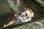 IMG 8973