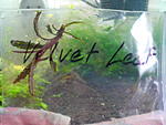 Bucephalandra sp. Velvet Leaf -4