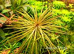 Pogostemon Australia