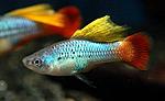 Xiphophorus variatus3