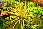 Pogostemon Dessan.