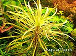 Pogostemon Sri Lanka