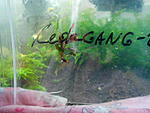 Bucephalandra sp. Kedagang -2
