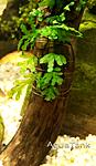crepidomanes sp. calicut 01