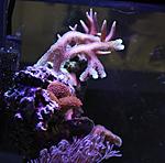 IMG 7424