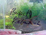 Bucephalandra sp. Bukit Kelam-2