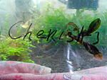 Bucephalandra sp. Cherish-3