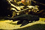 IMG 5732