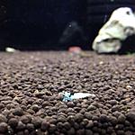 9kL8jhPRWgs