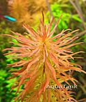 Ludwigia Pantanal