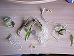 IMG 5605
