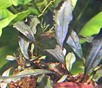 DSCN4161