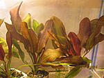 IMG 4241