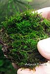 Moss from Sulawesi Small Trianle