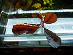 Bucephalandra sp. Kir Royale