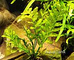 Trichomanes sp. Padawan