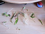 IMG 5603