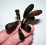 Bucephalandra Kir Royale