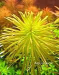 Ludwigia Cuba
