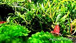 Schismatoglottis roseospatha?Gunung Hose Kapit