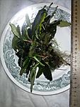 Bucephalandra sp. Shine Green 1 2