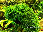 Callicostella sp.Gunung Sumpit