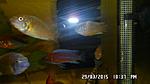 SAM 0333