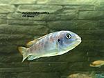 Pseudotropheus zebra OB (3)