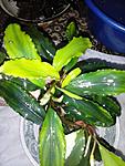 Bucephalandra sp. Shine Green 2 2