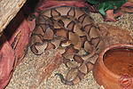   (Agkistrodon contortrix)