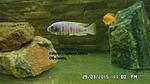 Pseudotropheus zebra OB (5)