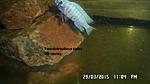Pseudotropheus zebra OB (6)