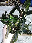 Bucephalandra sp.West Kalimantan 2
