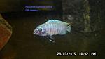 Pseudotropheus zebra OB (4)