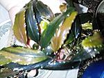 Bucephalandra sp. Shine Blue 2