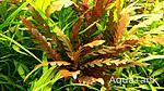 Hygrophila Pinnatifida.