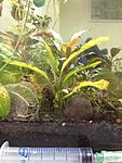 Piptosphata